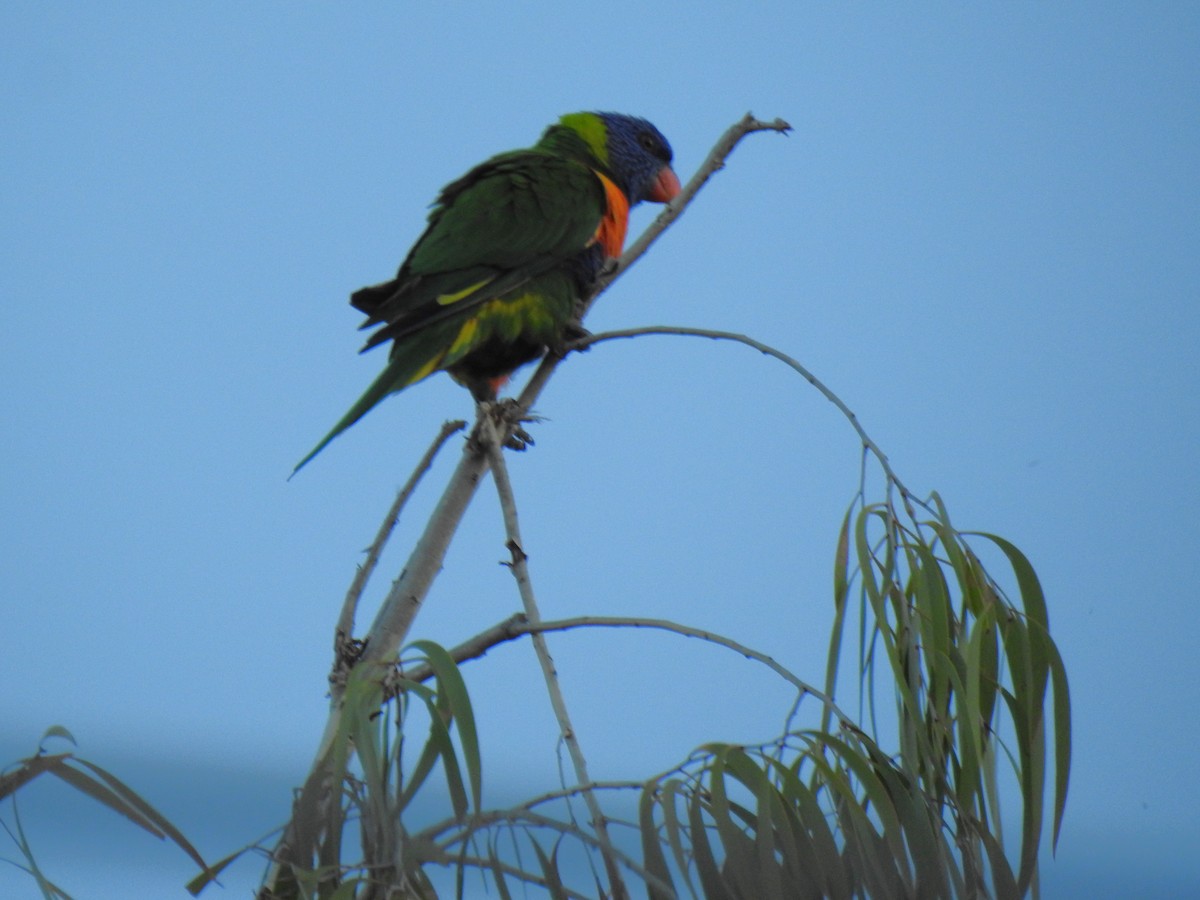 Rainbow Lorikeet - Monica Mesch