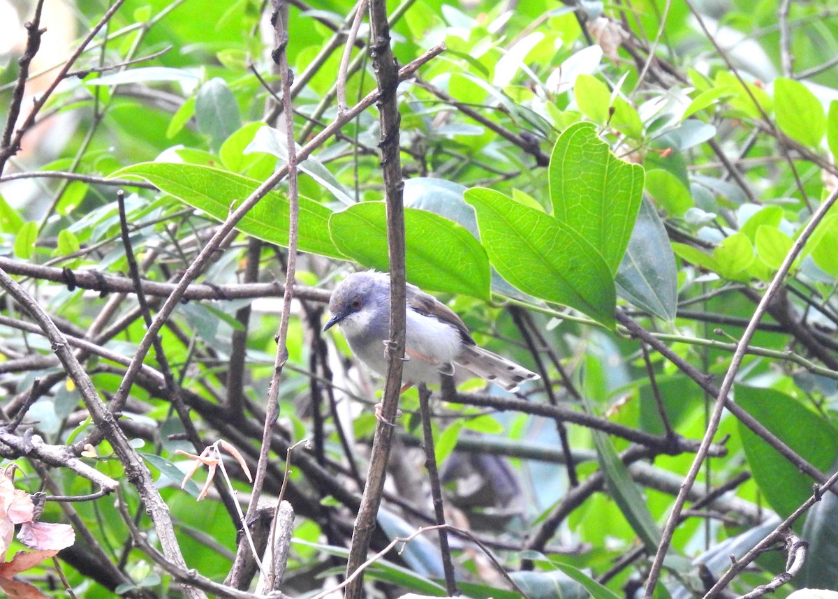 Gray-breasted Prinia - Sayanti Basak