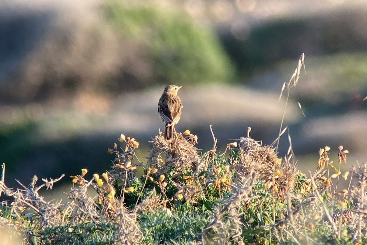 Richard's Pipit - Luca Bonomelli