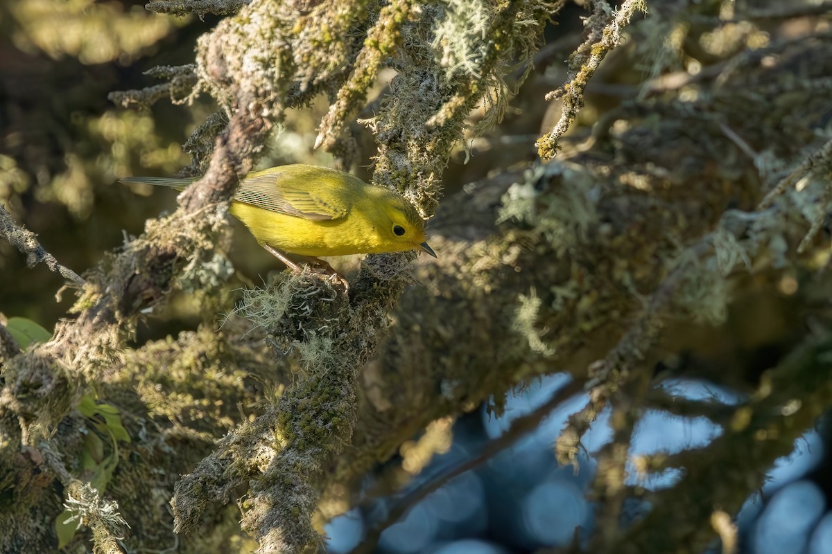 Wilson's Warbler - Connor Cochrane