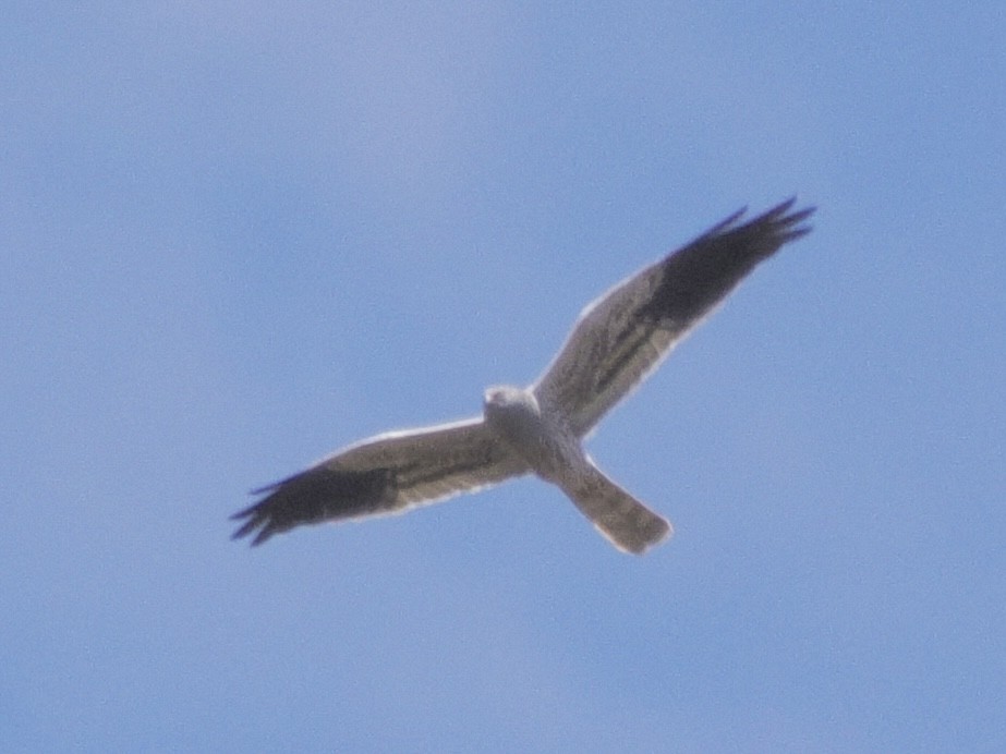 Montagu's Harrier - Miguel Lopez