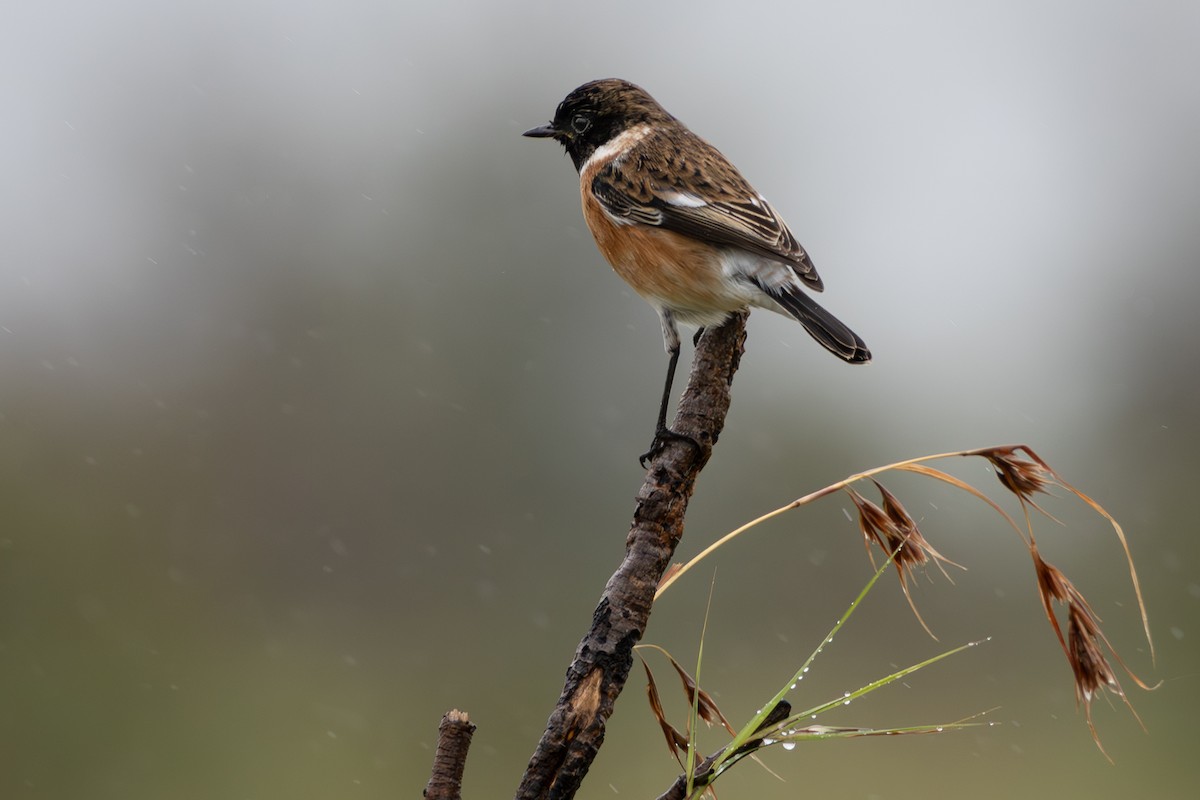 African Stonechat - Walter Beyleveldt