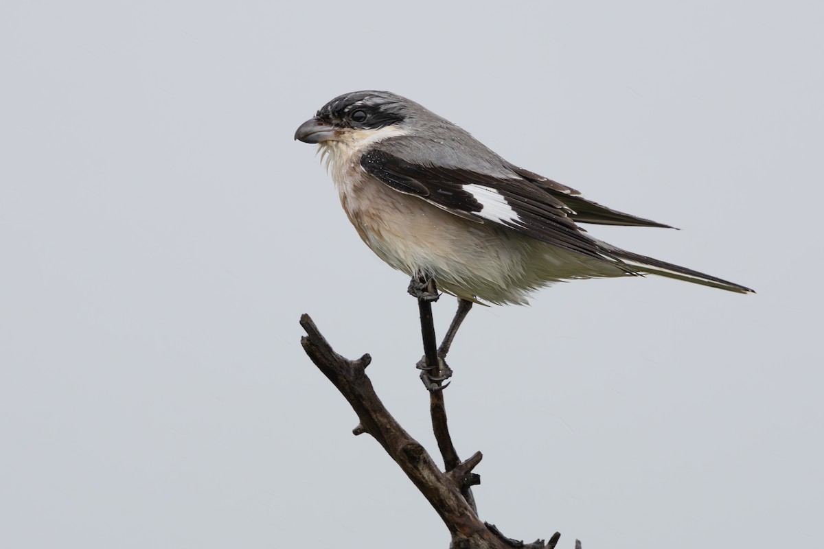 Lesser Gray Shrike - Walter Beyleveldt