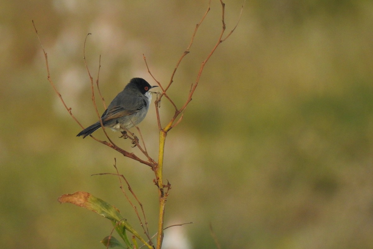 Sardinian Warbler - Luca Bonomelli