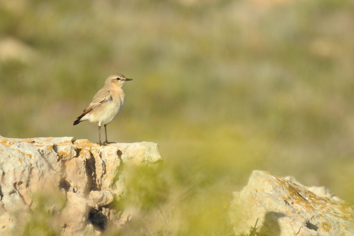 Isabelline Wheatear - Luca Bonomelli