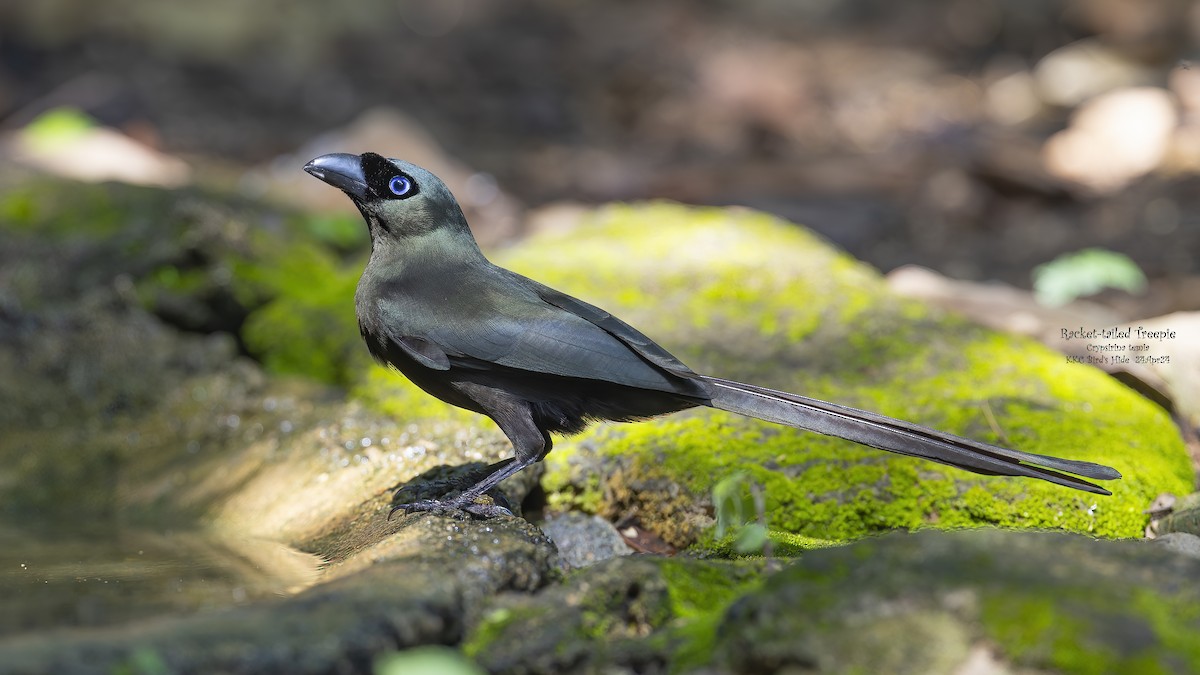 Racket-tailed Treepie - Kenneth Cheong