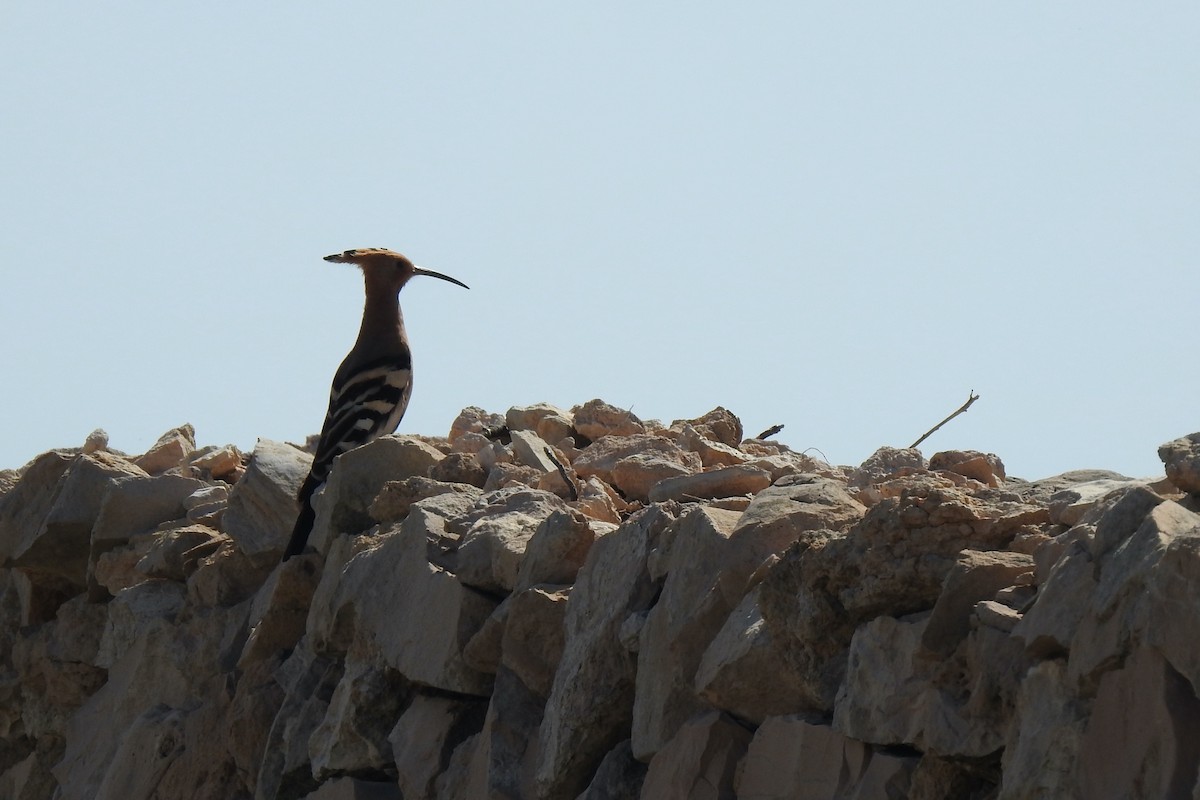 Eurasian Hoopoe - Luca Bonomelli