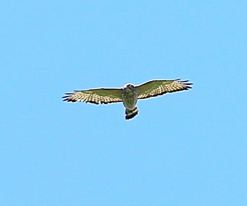 Broad-winged Hawk - Maciej  Kotlarski