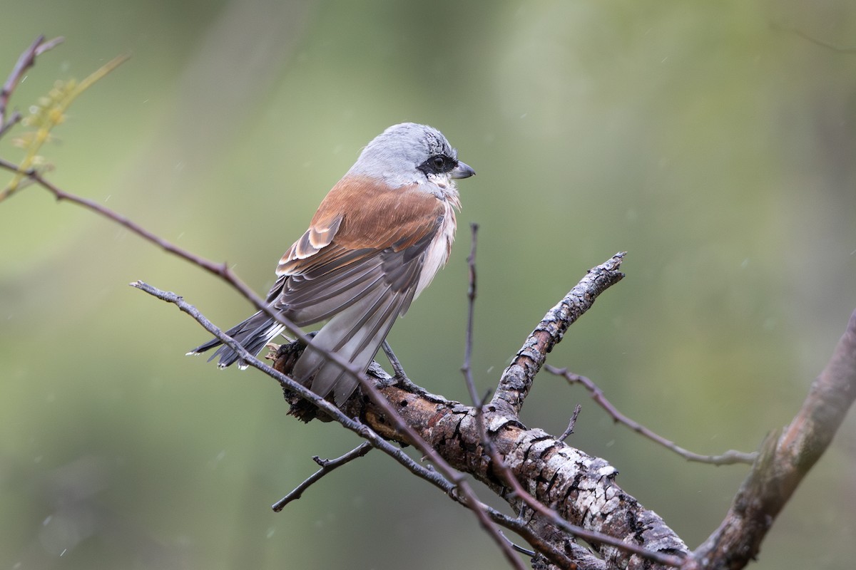 Red-backed Shrike - Walter Beyleveldt