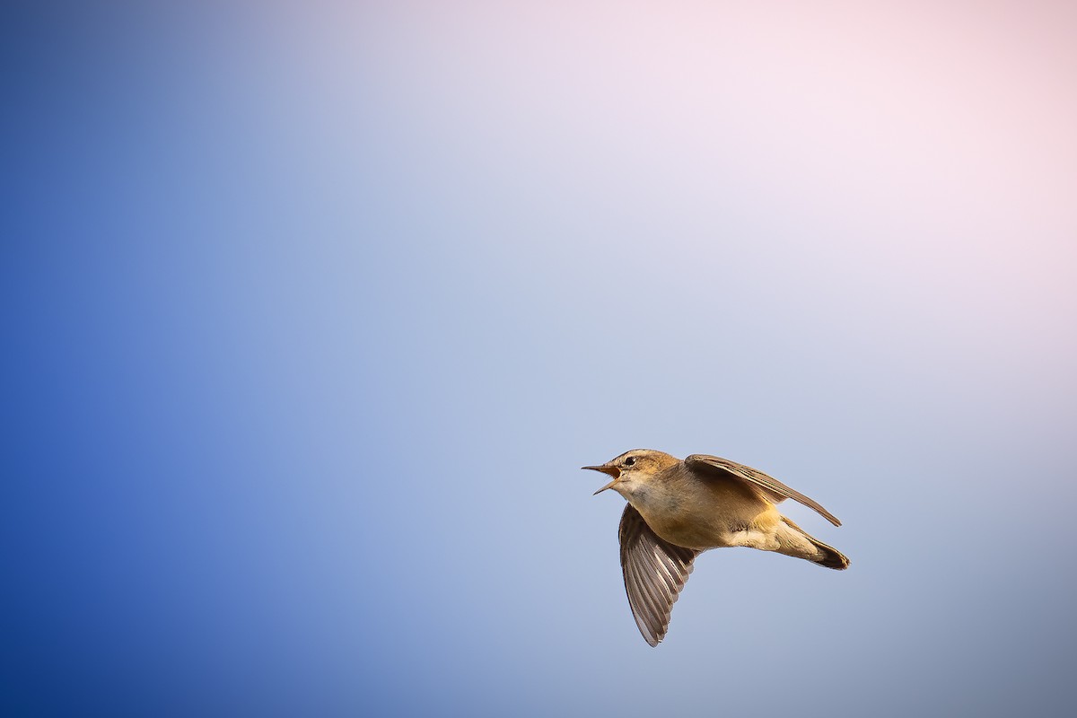 Sedge Warbler - Krzysztof Nigot