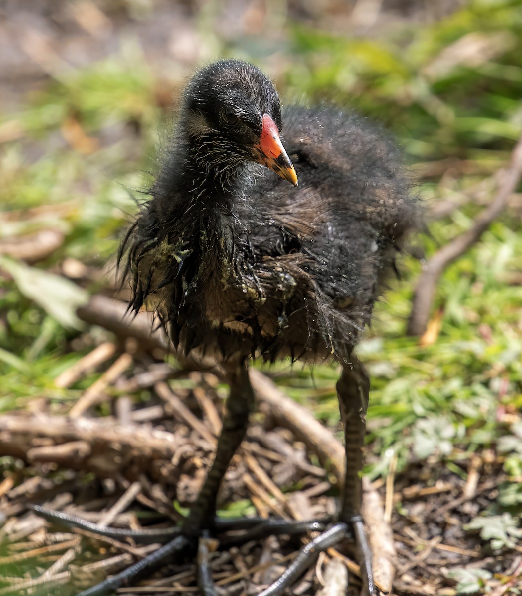 Eurasian Moorhen - ML618876609