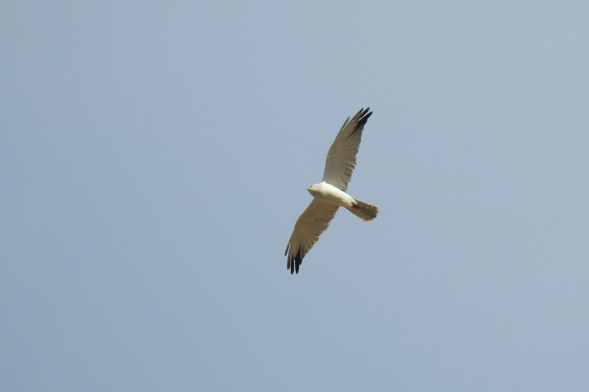 Pallid Harrier - Luca Bonomelli