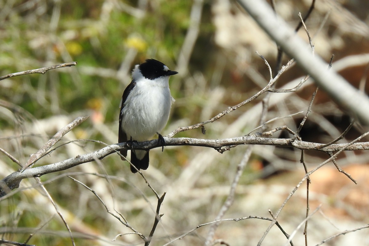 Collared Flycatcher - Luca Bonomelli