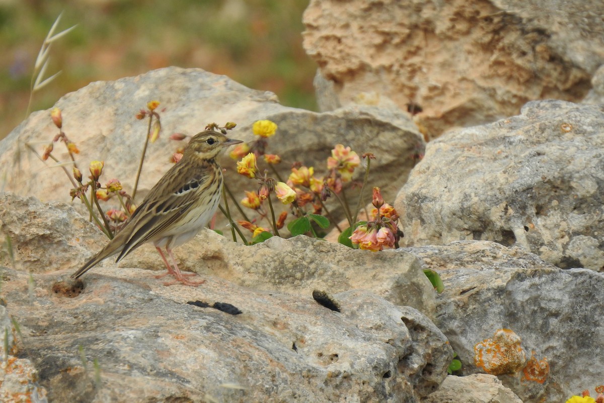 Tree Pipit - Luca Bonomelli