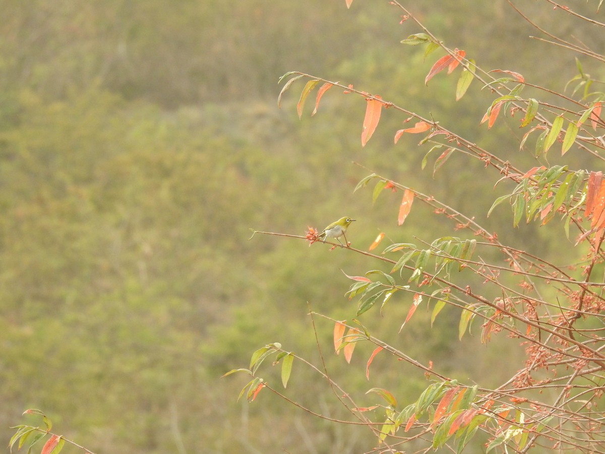 Indian White-eye - Sayanti Basak