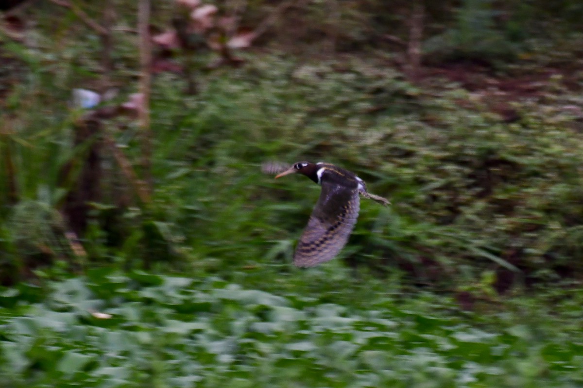 Greater Painted-Snipe - Sathish Ramamoorthy