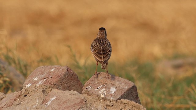 Oriental Skylark - ML618876664