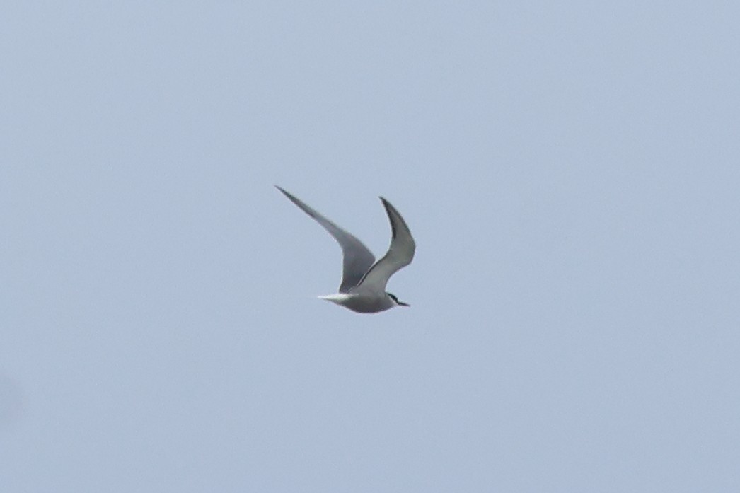 Aleutian Tern - Sam Darmstadt