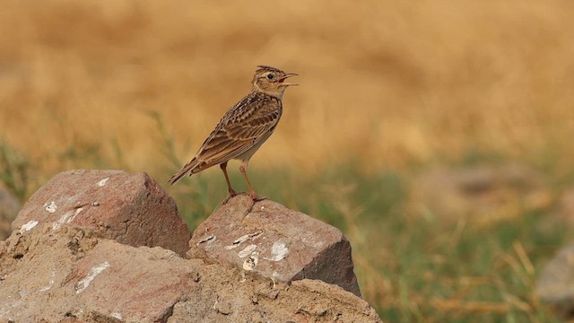 Oriental Skylark - ML618876673
