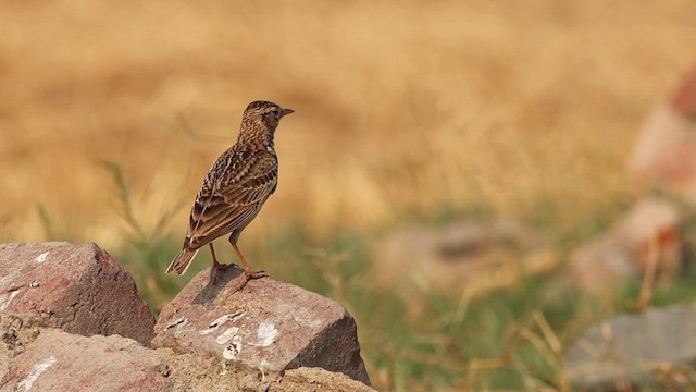 Oriental Skylark - ML618876674