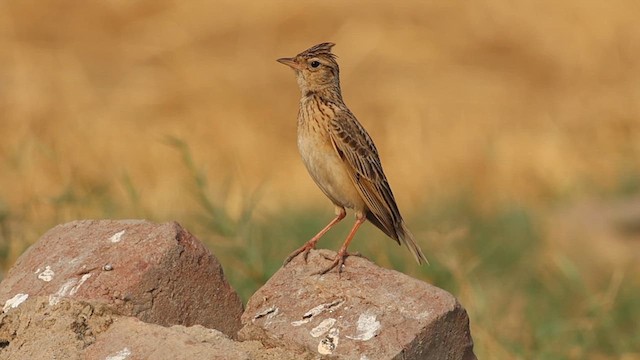 Oriental Skylark - ML618876675