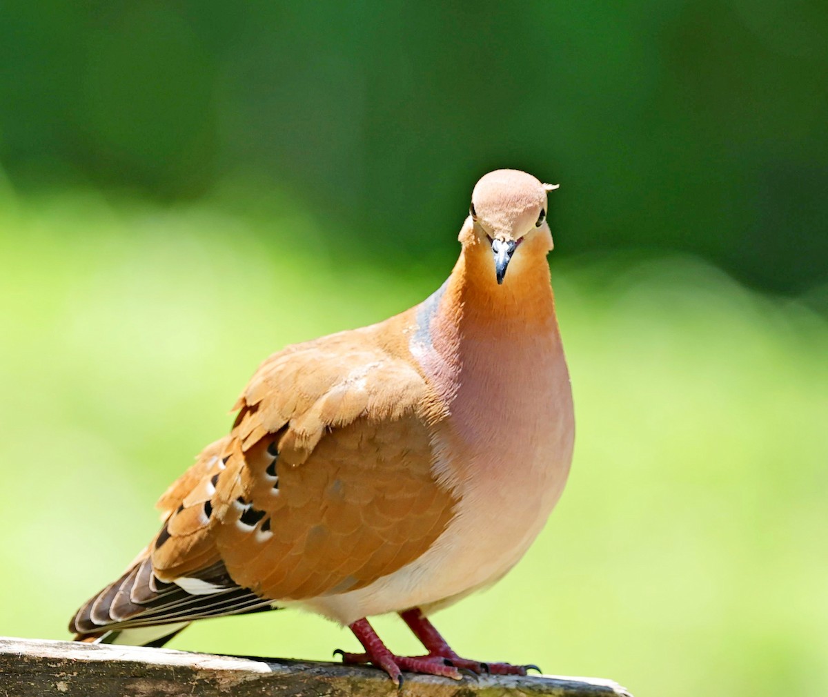 Zenaida Dove - Maciej  Kotlarski