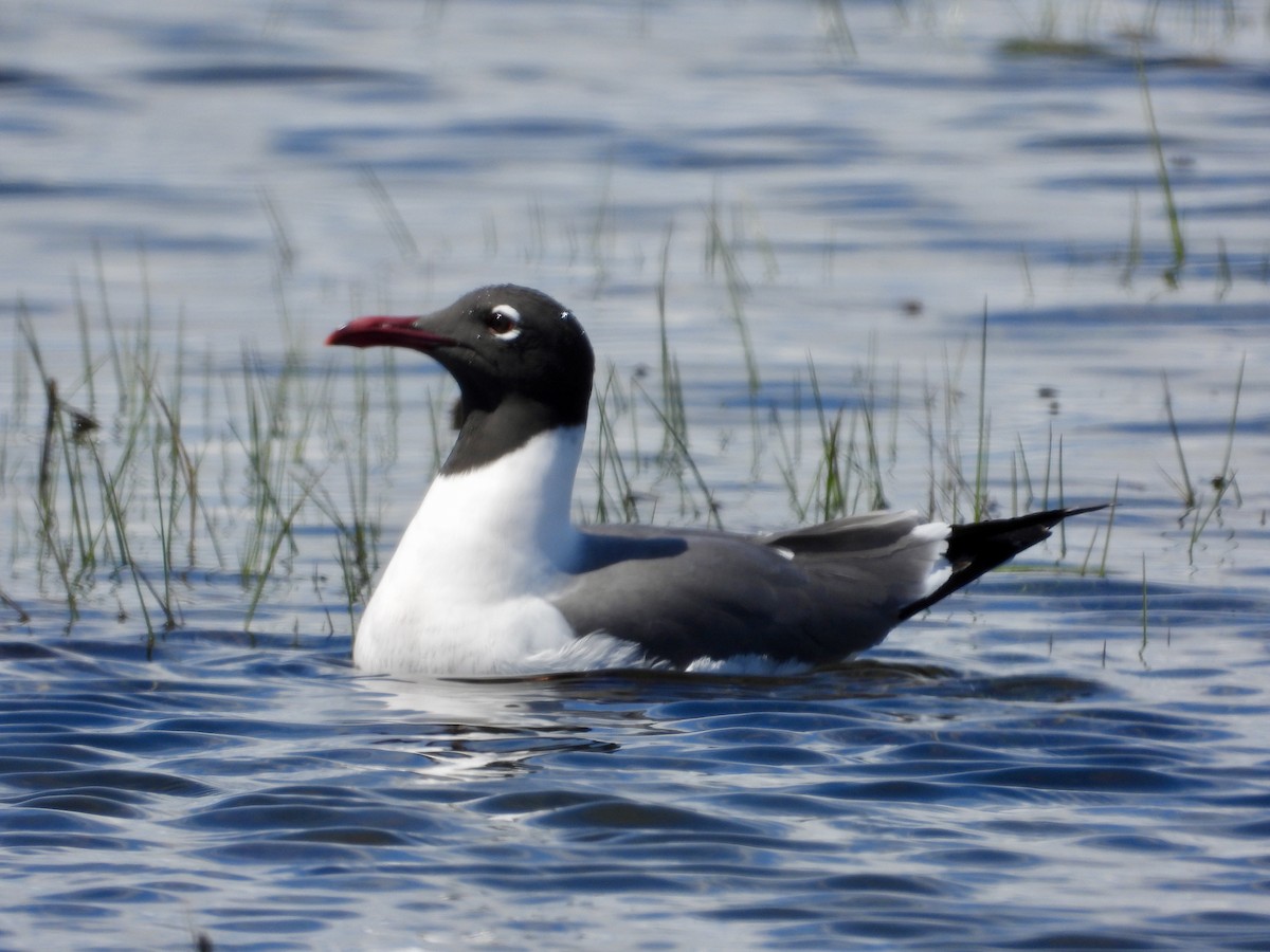 Laughing Gull - ML618876681