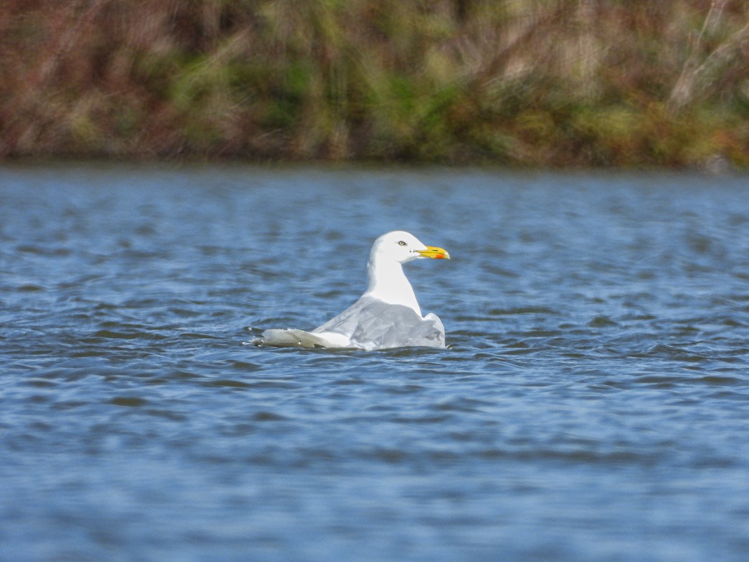 Gaviota Argéntea - ML618876686