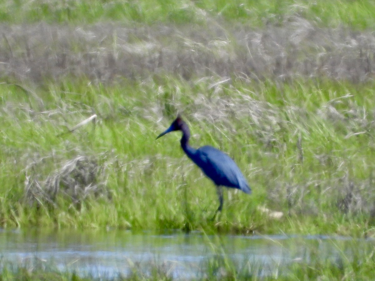 Little Blue Heron - ML618876688