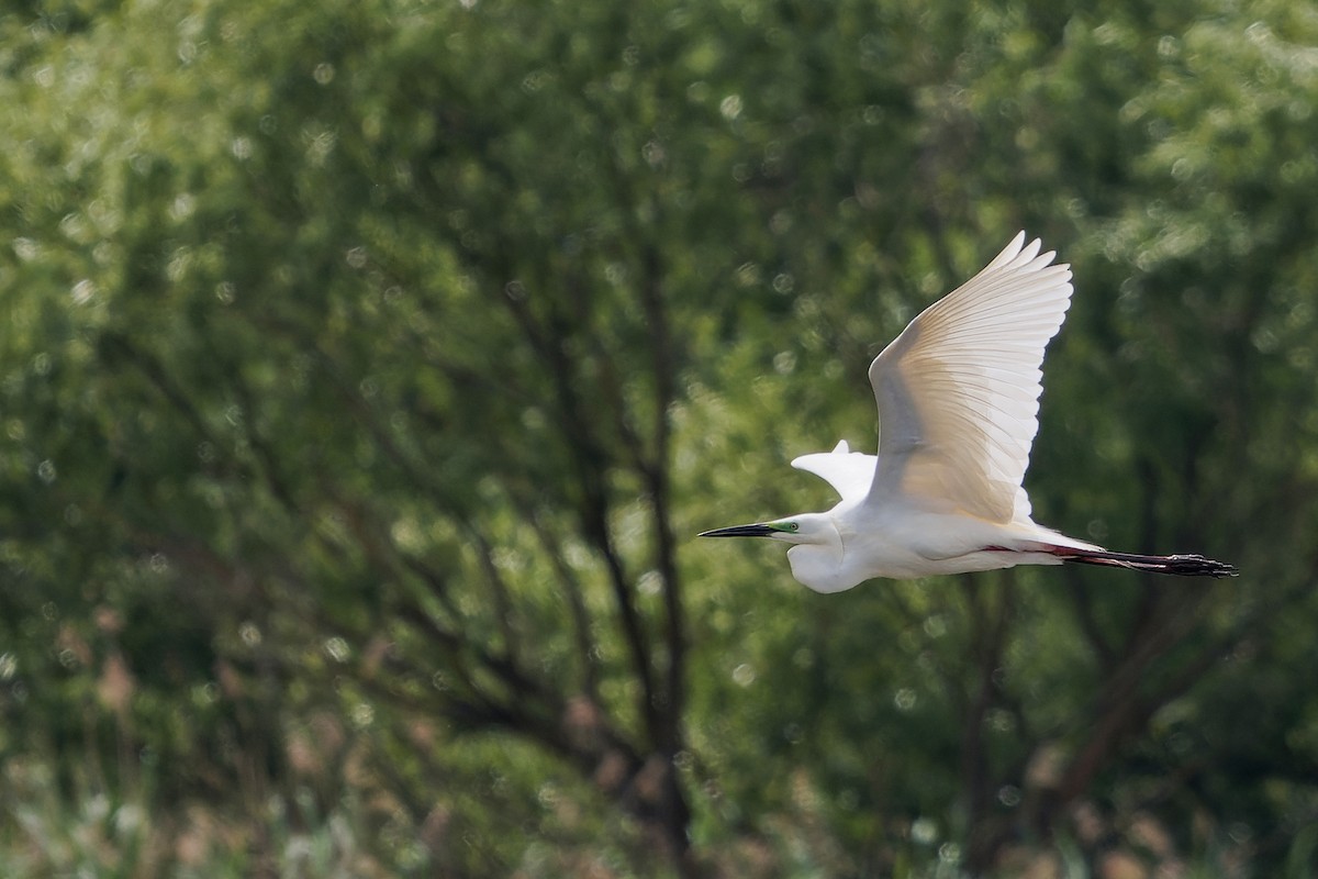 Great Egret - Luboš Klikar