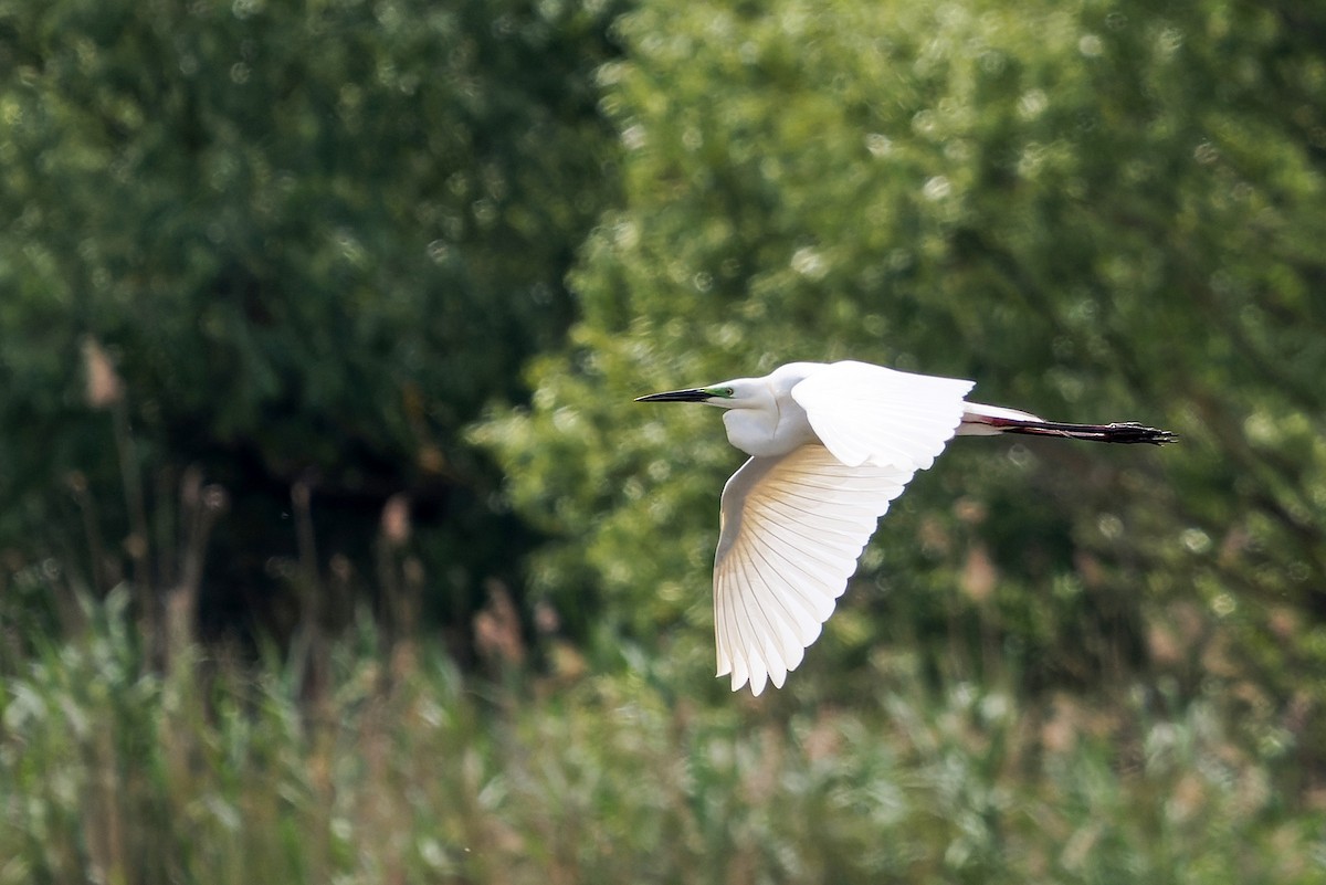 Great Egret - Luboš Klikar