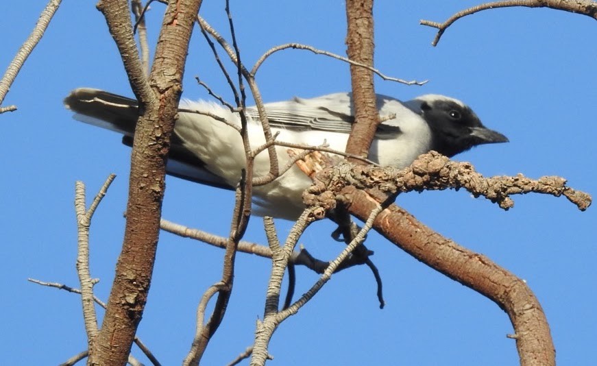 Black-faced Cuckooshrike - Mark Tindale