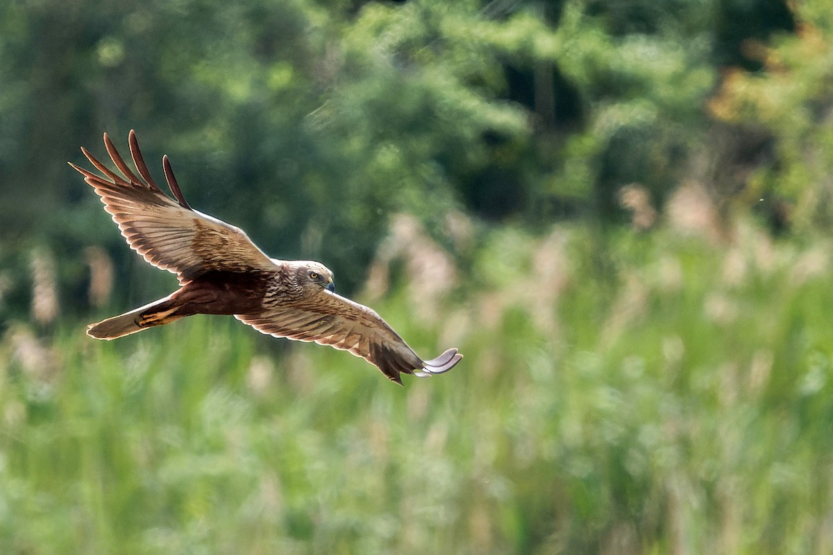 Western Marsh Harrier - ML618876693