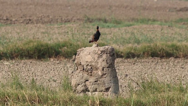 Black Francolin - ML618876701