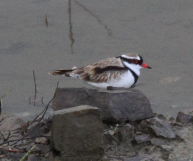 Black-fronted Dotterel - Richard Shirky