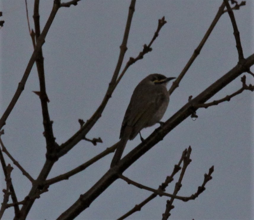 Yellow-faced Honeyeater - Richard Shirky