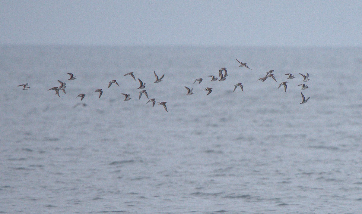 Red-necked Phalarope - ML618876721