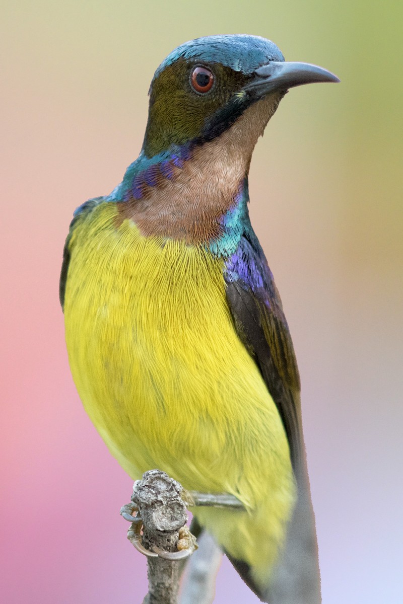 Brown-throated Sunbird - Se Chea
