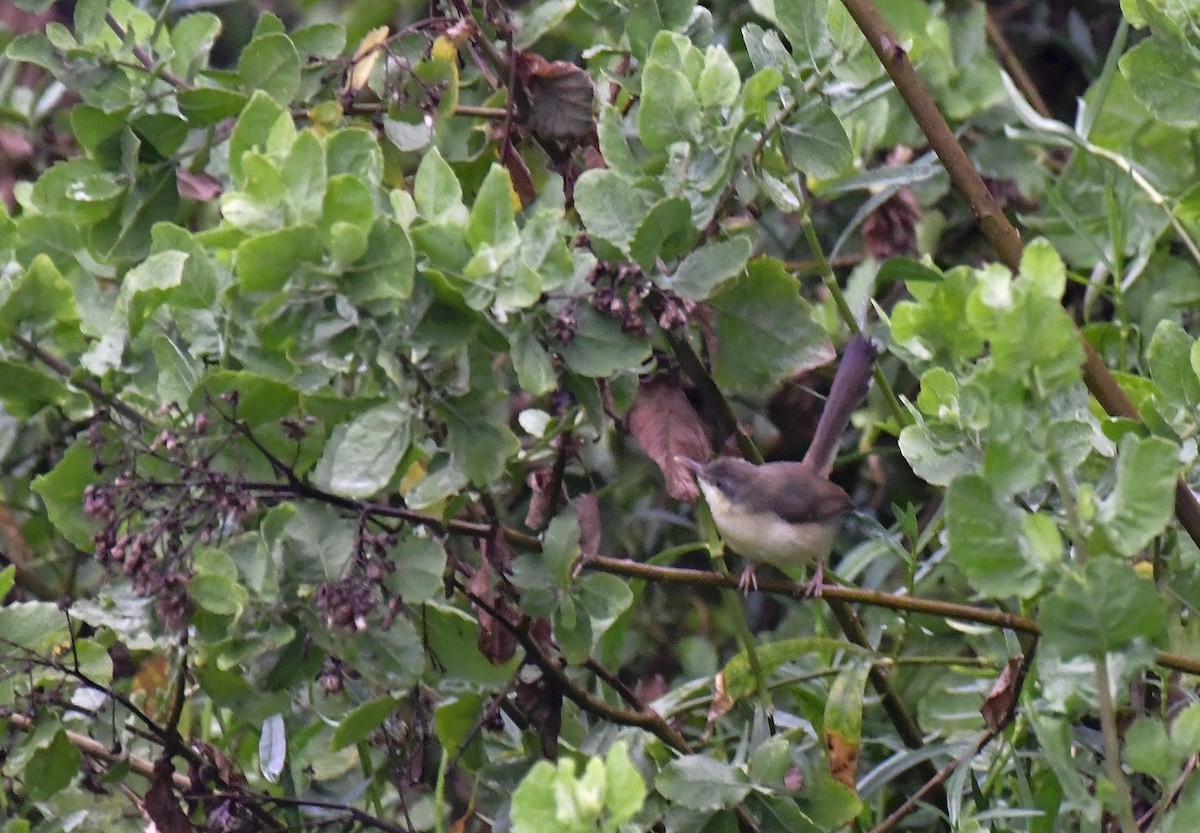 Prinia Cenicienta - ML618876731