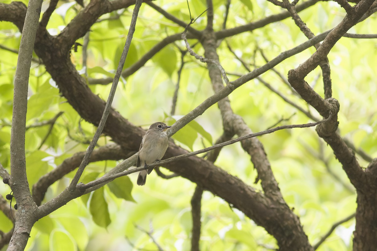 Taiga Flycatcher - u7 Liao