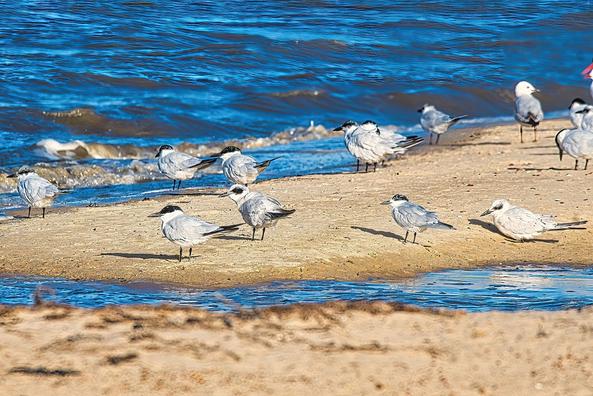 Australian Tern - Alfons  Lawen