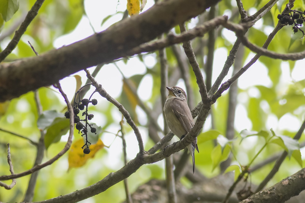 Taiga Flycatcher - u7 Liao