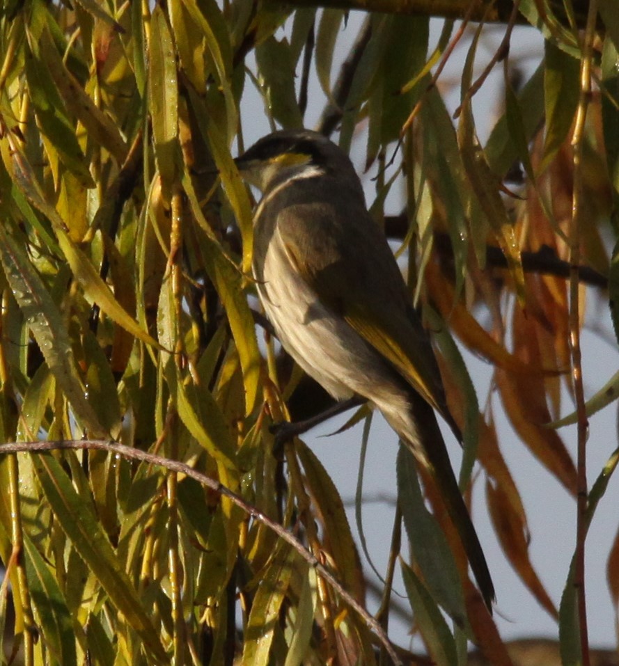 Singing Honeyeater - Richard Shirky