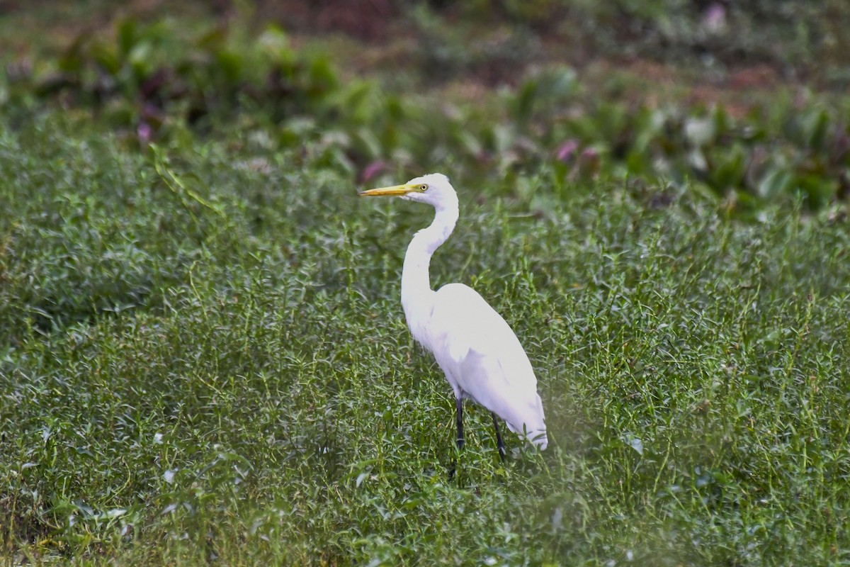 Medium Egret - ML618876786