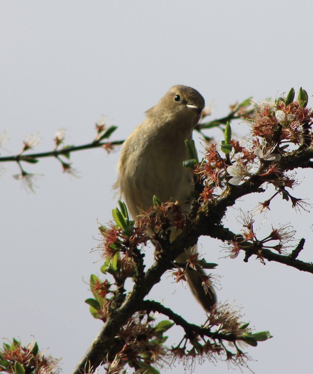 Common Chiffchaff - Edgar Joly