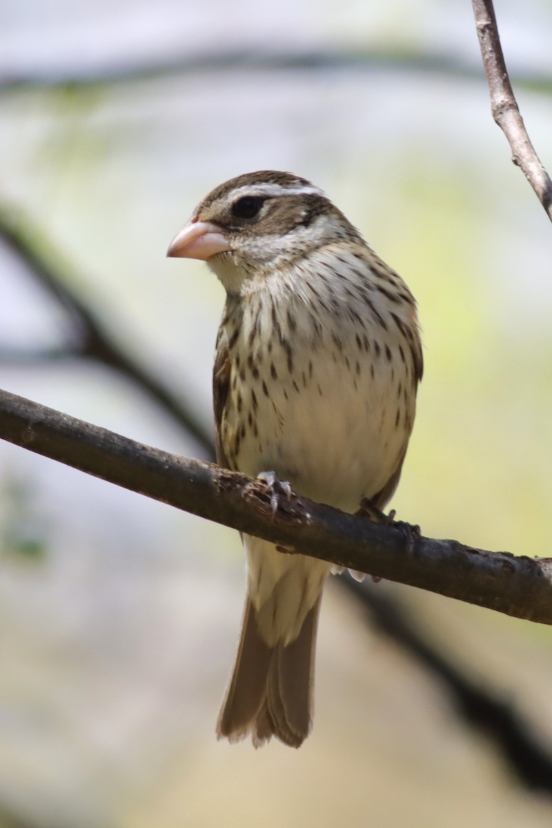 Rose-breasted Grosbeak - Margaret Viens