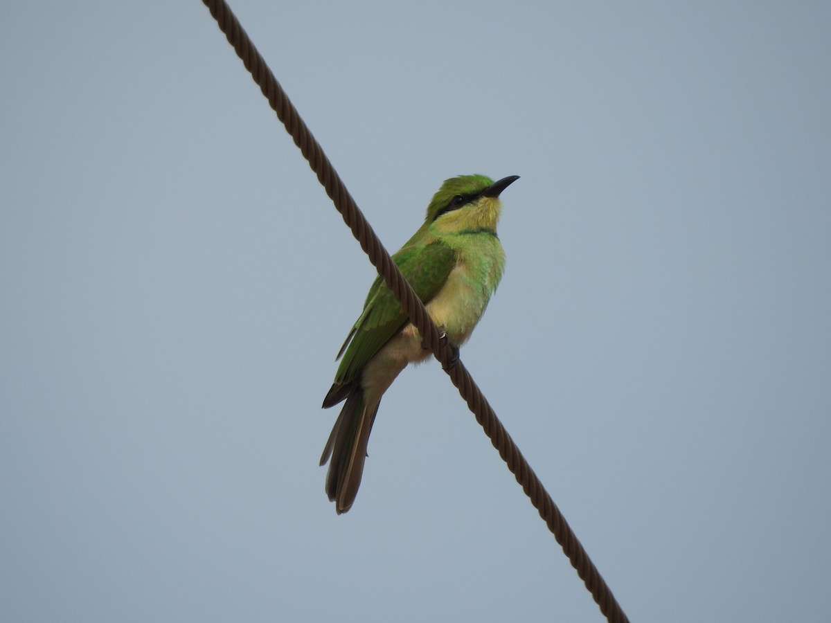 Asian Green Bee-eater - SARAVANAN PALANIKUMAR