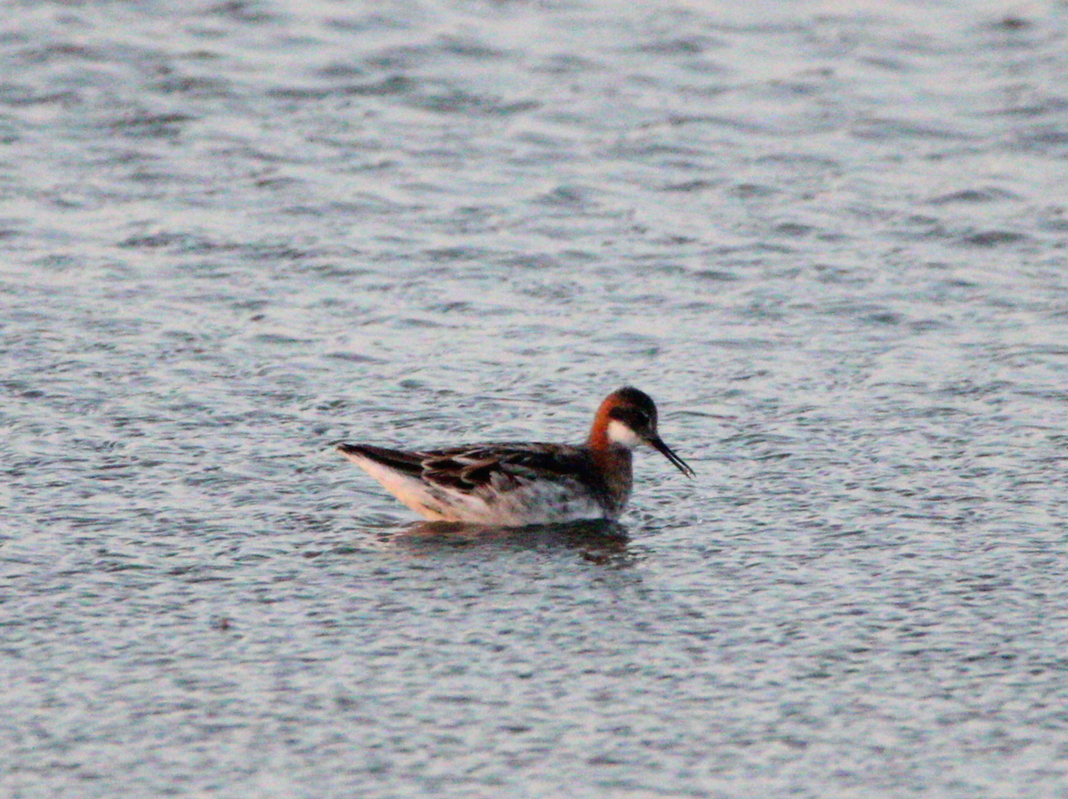 Red-necked Phalarope - Jeremy Busby