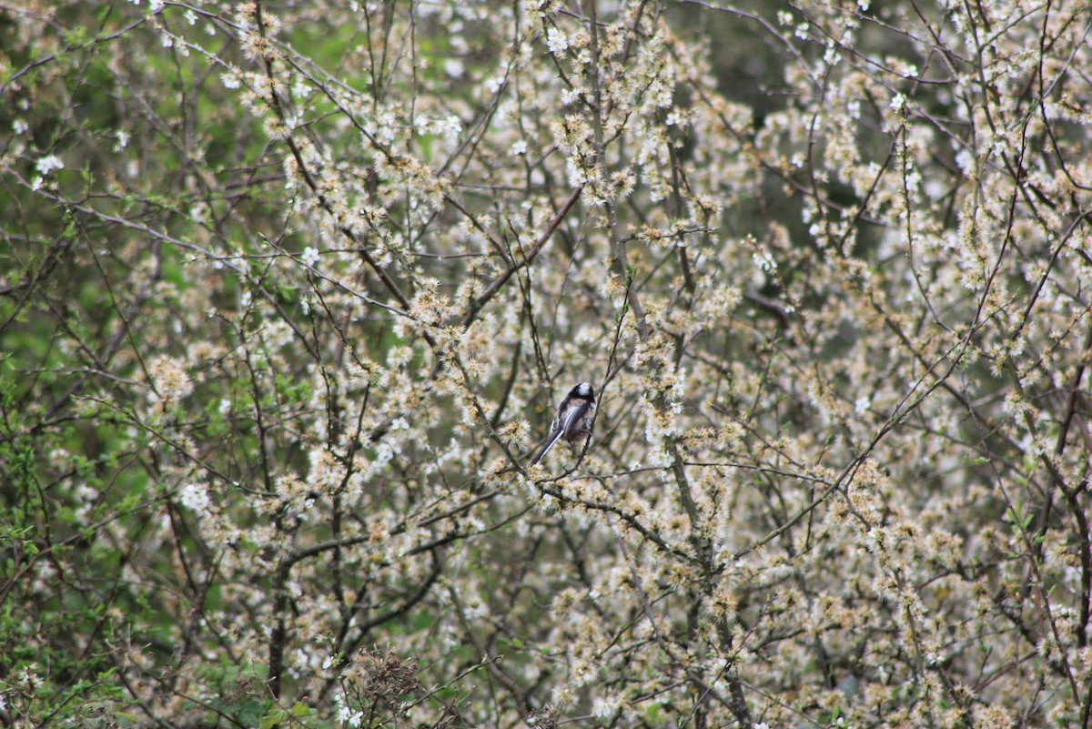 Long-tailed Tit - Edgar Joly