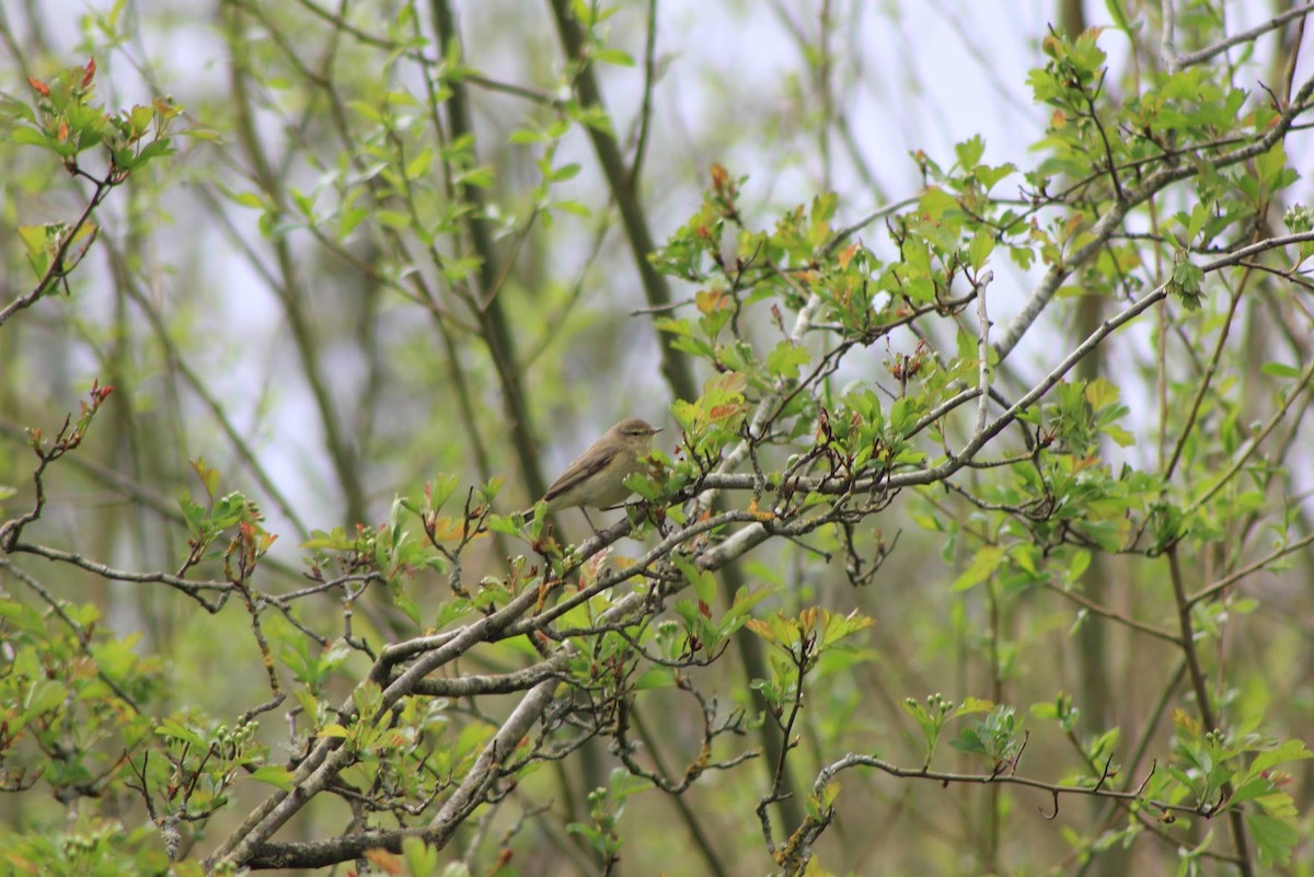 Common Chiffchaff - Edgar Joly